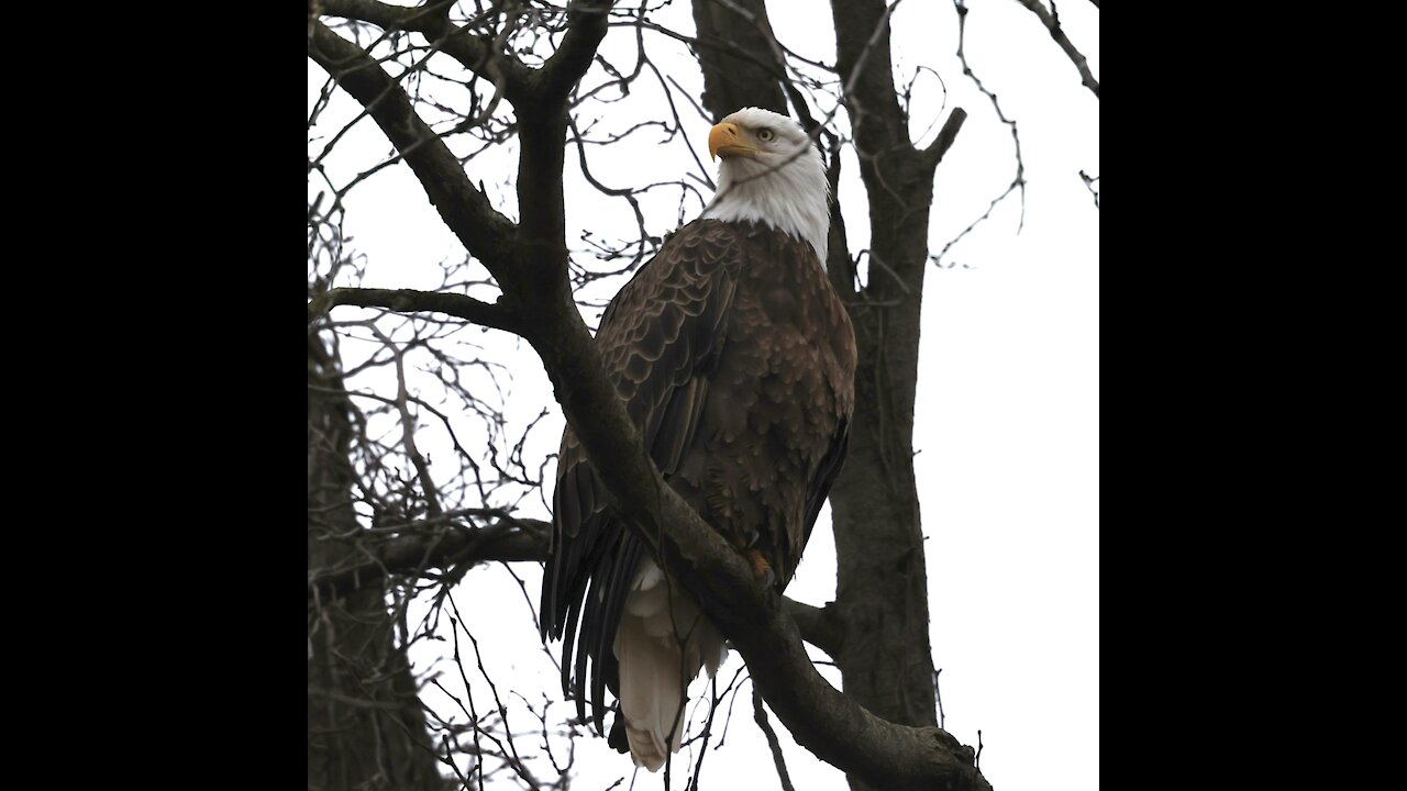 Bald Eagle Pealing & Pooping …wait for it!