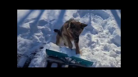 German Shepherd helps with snow removal