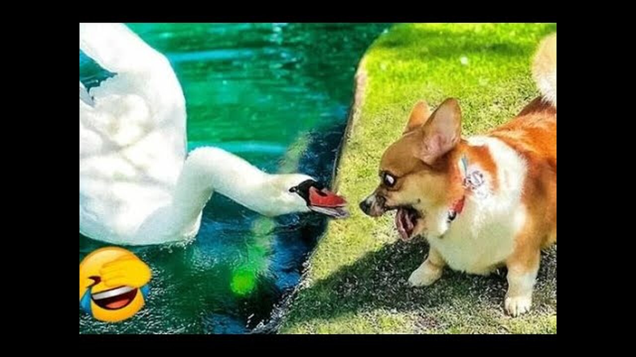 Best Funny Animal Videos 2022 🐶 Funniest Dogs And Cats Videos 😁🤣