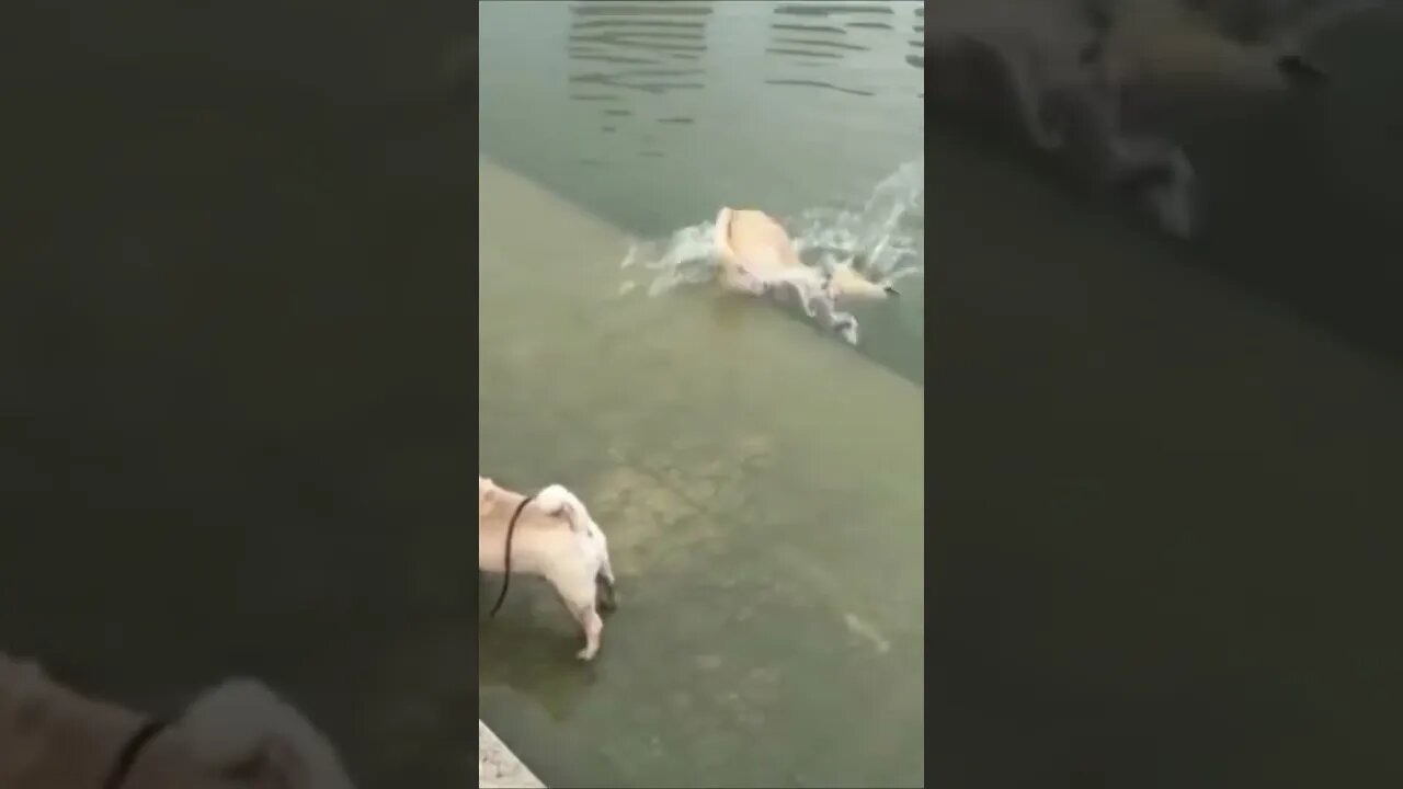 messed up puppies!!!