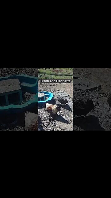 Farm surveillance. Frank and Henrietta