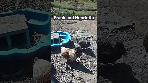 Farm surveillance. Frank and Henrietta