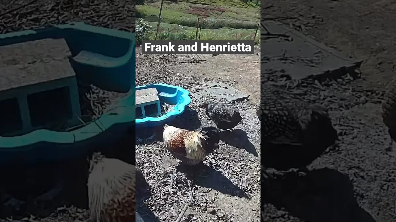 Farm surveillance. Frank and Henrietta