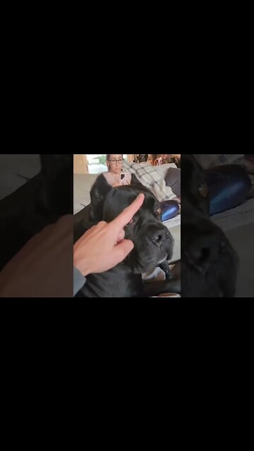 Annoying My Cane Corso Dog #shorts #funny #viral