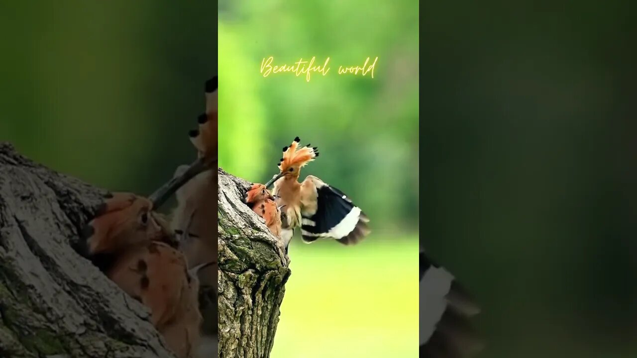 Woodpecker’s Nest