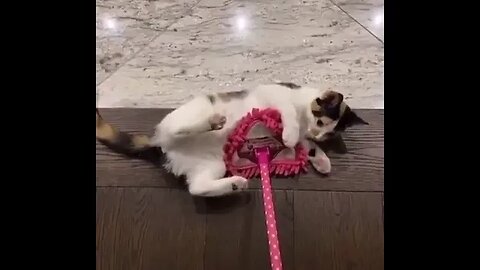 PLAYING CAT VIDEO MEAWWW