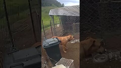 Farm cam. Dogs checking up the back where the lace monitors come in