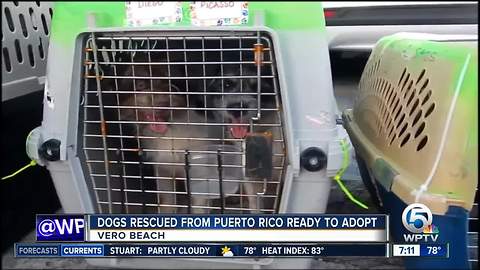 Dogs rescued from Puerto Rico ready to adopt in Vero Beach