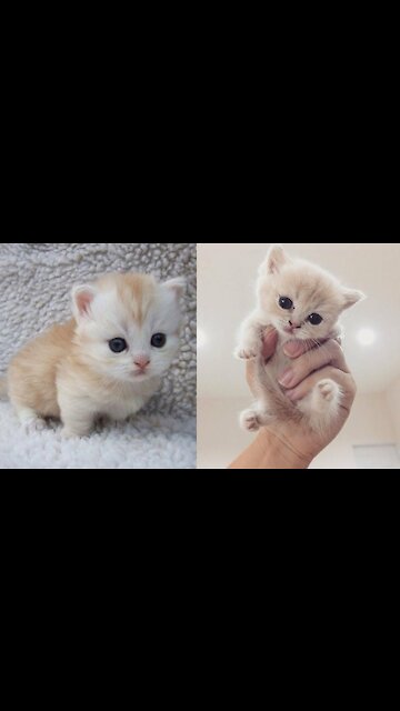 Baby Cats - Funny and Cute Cat Videos Compilation 2022