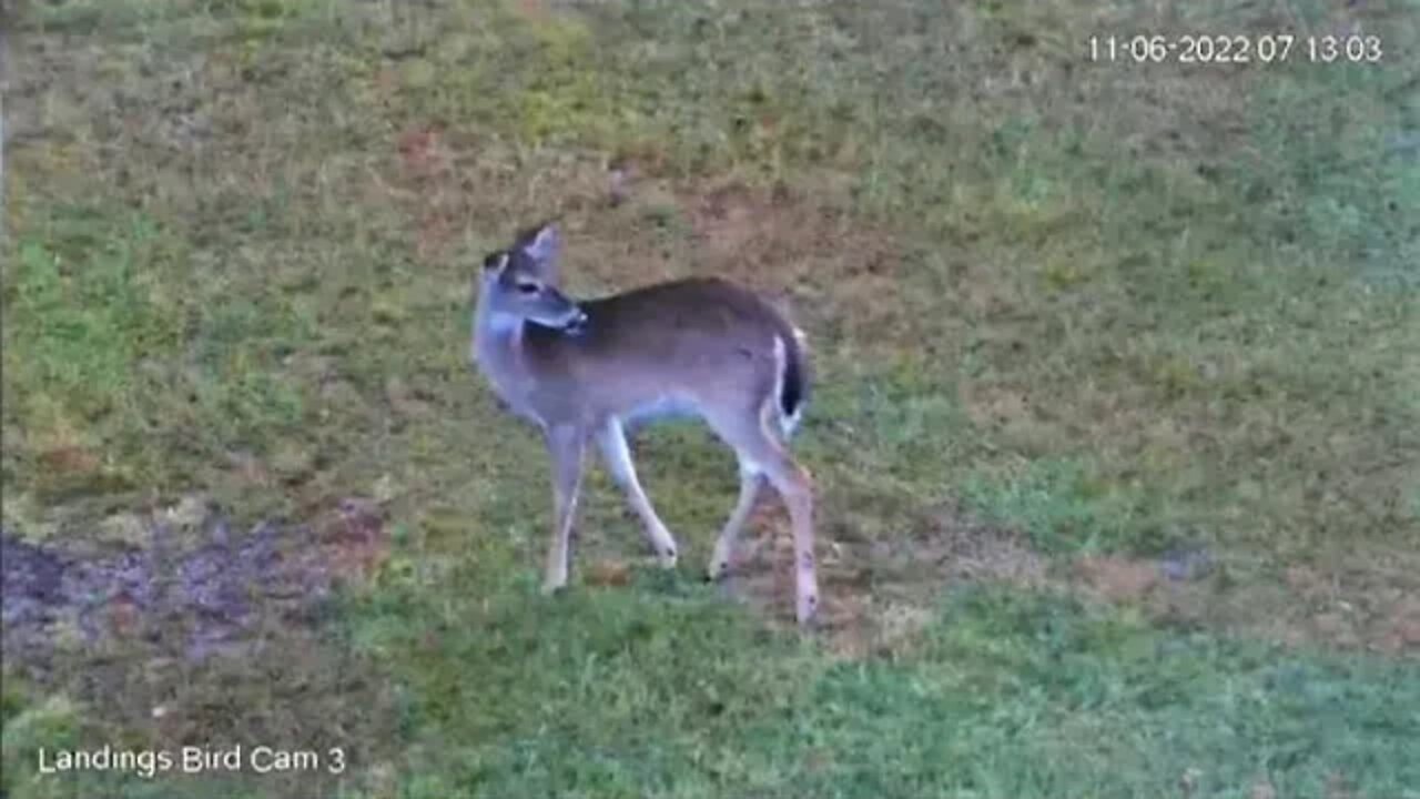 Young Doe Grazing By The Lagoon 🦌 11/06/22 07:12