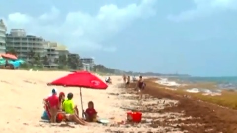 Excessive seaweed causing problems on the beach