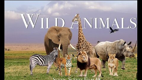 Amazing Scene of Wild Animals In 4K - Scenic Relaxation Film