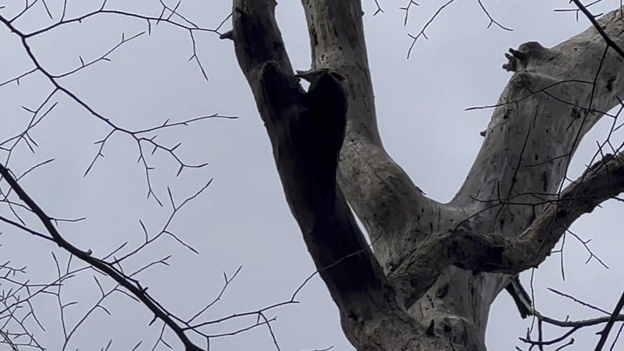 Pileated Wood Pecker eating