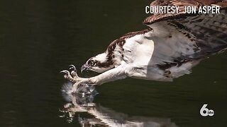 OSPREY