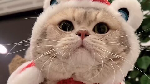 cat looks so cute in this outfit😻