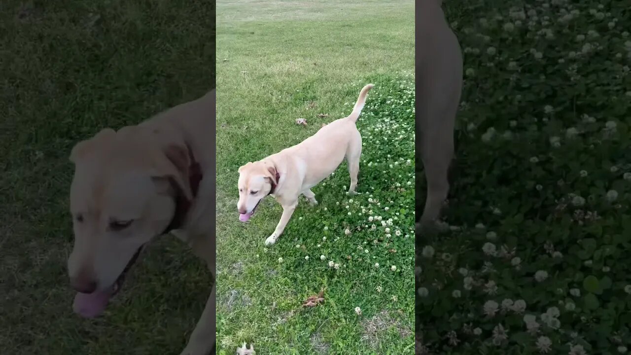 Maggie playing #shorts #dogs #dogslife #rving #dog