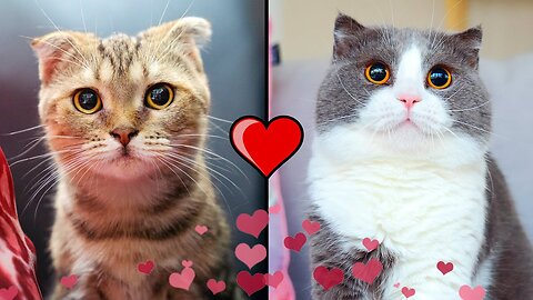 Cat love story | cat video | viral