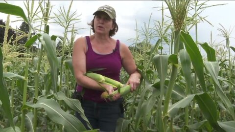 After a lot of hard work it's time for corn at Agle's Farm Market in Eden