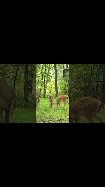 Have you seen any fawns so far this year?