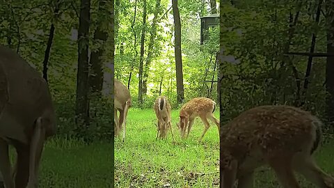 Have you seen any fawns so far this year?