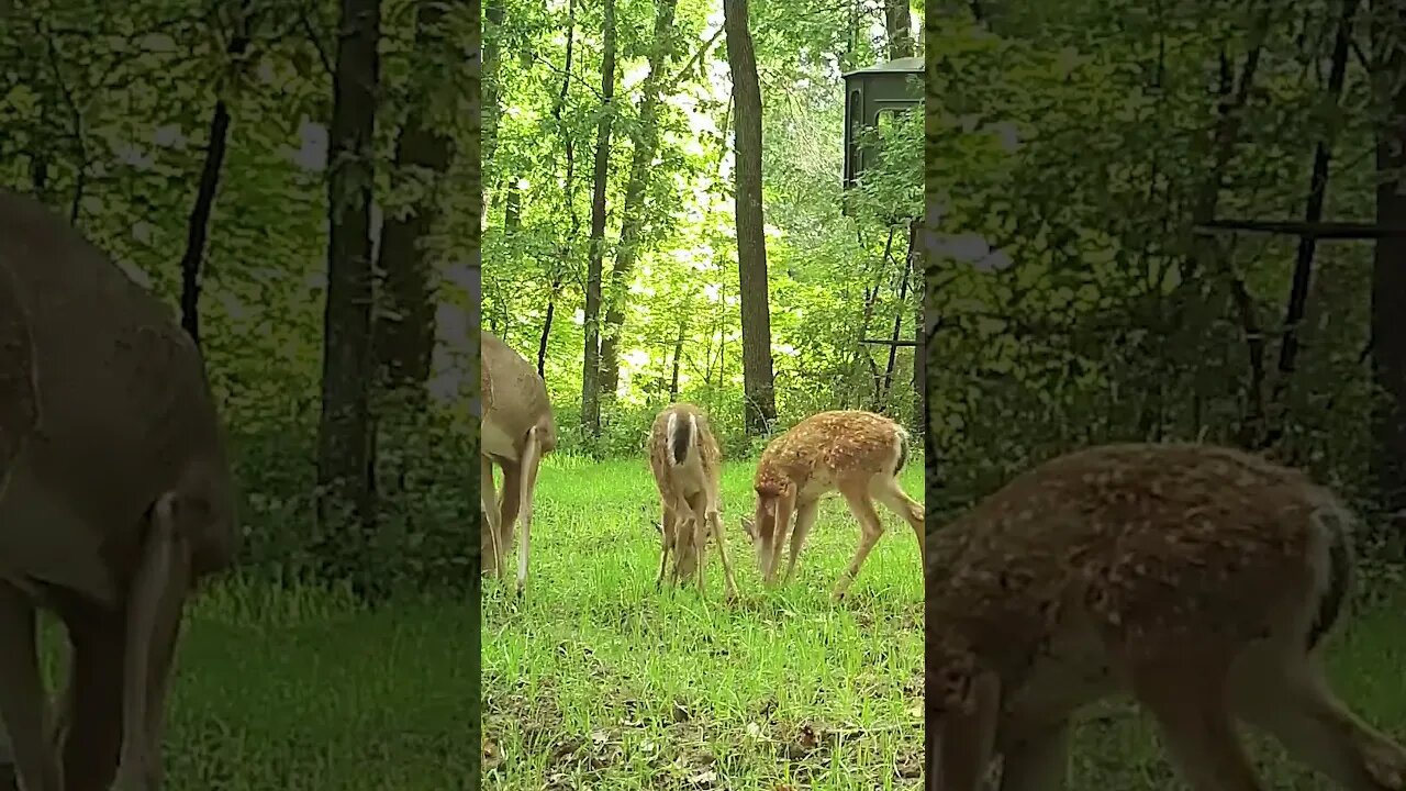 Have you seen any fawns so far this year?