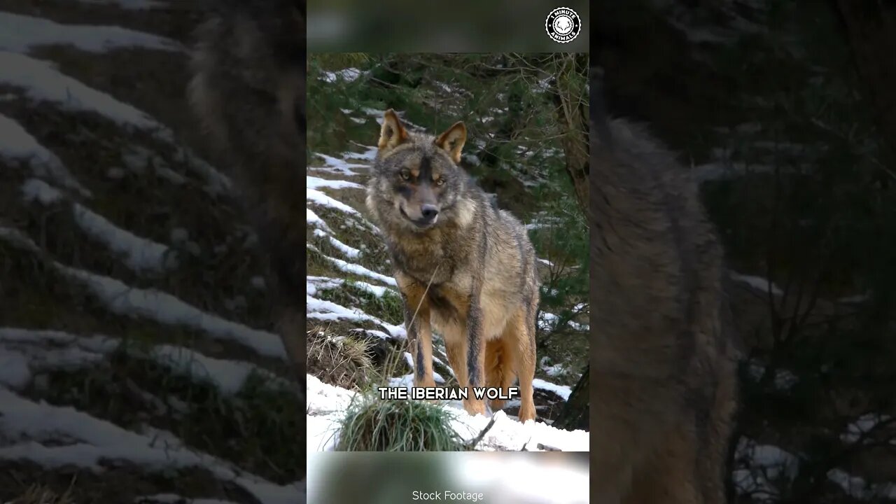 Iberian Wolf 🐺 The Fearsome Guardian of the Peninsula!