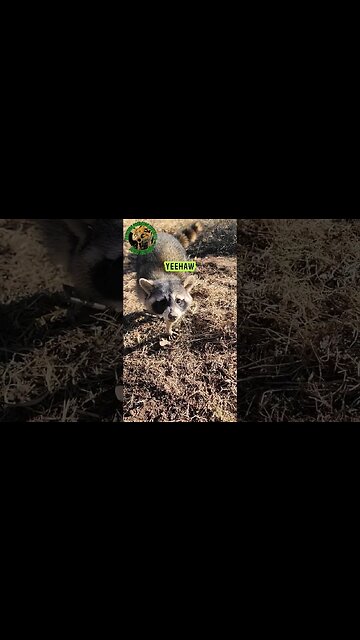 Angry Raccoon Tried To Bite Me #outdoors #trapping #viral #fyp