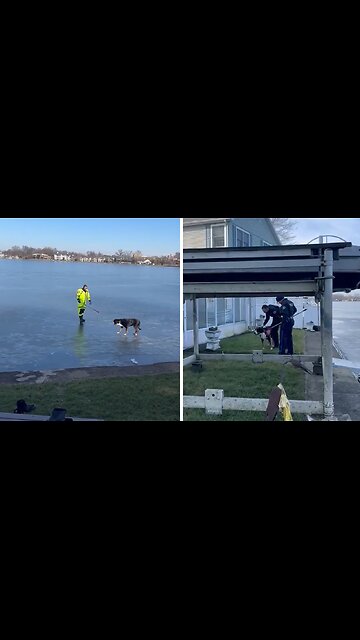Playful Pup Rescued From Frozen Lake