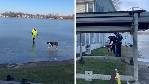 Playful Pup Rescued From Frozen Lake