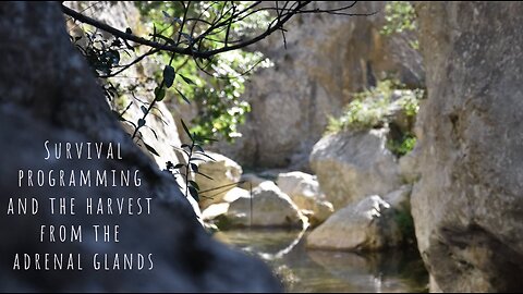 Survival programming and the harvest from the adrenal glands