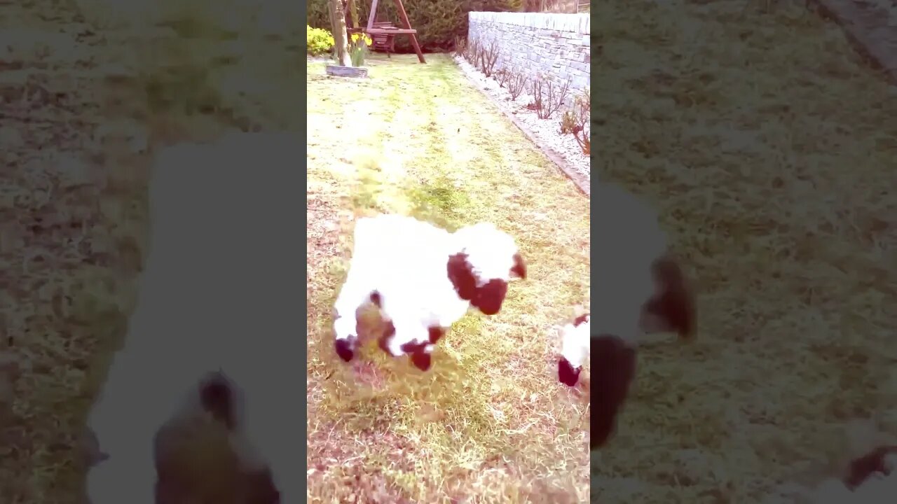 A Cute And Funny Baby Goats Compilation 2023 | Funny Pet Videos #shorts #goat