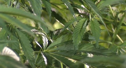 Is Nevada marijuana safe? Labs are testing products behind-the-scenes