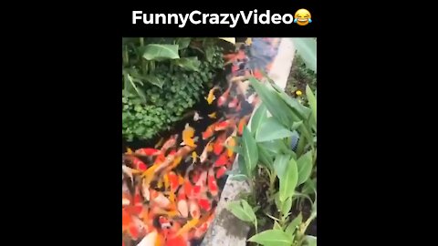 Mr FunnyCrazyVideo😂 Just Incredible Video Funny and Crazy #Like Follow for Follow 🥰