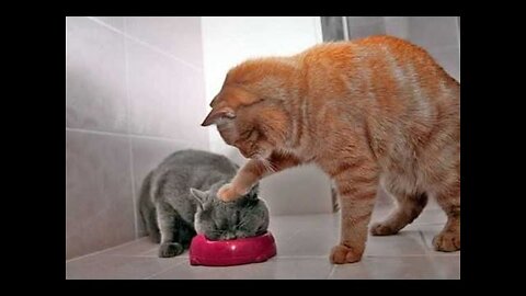 😹 Cats Will Make You Laugh Your Soul Out 😱 - Daily Cat Video - Funny Cats Life