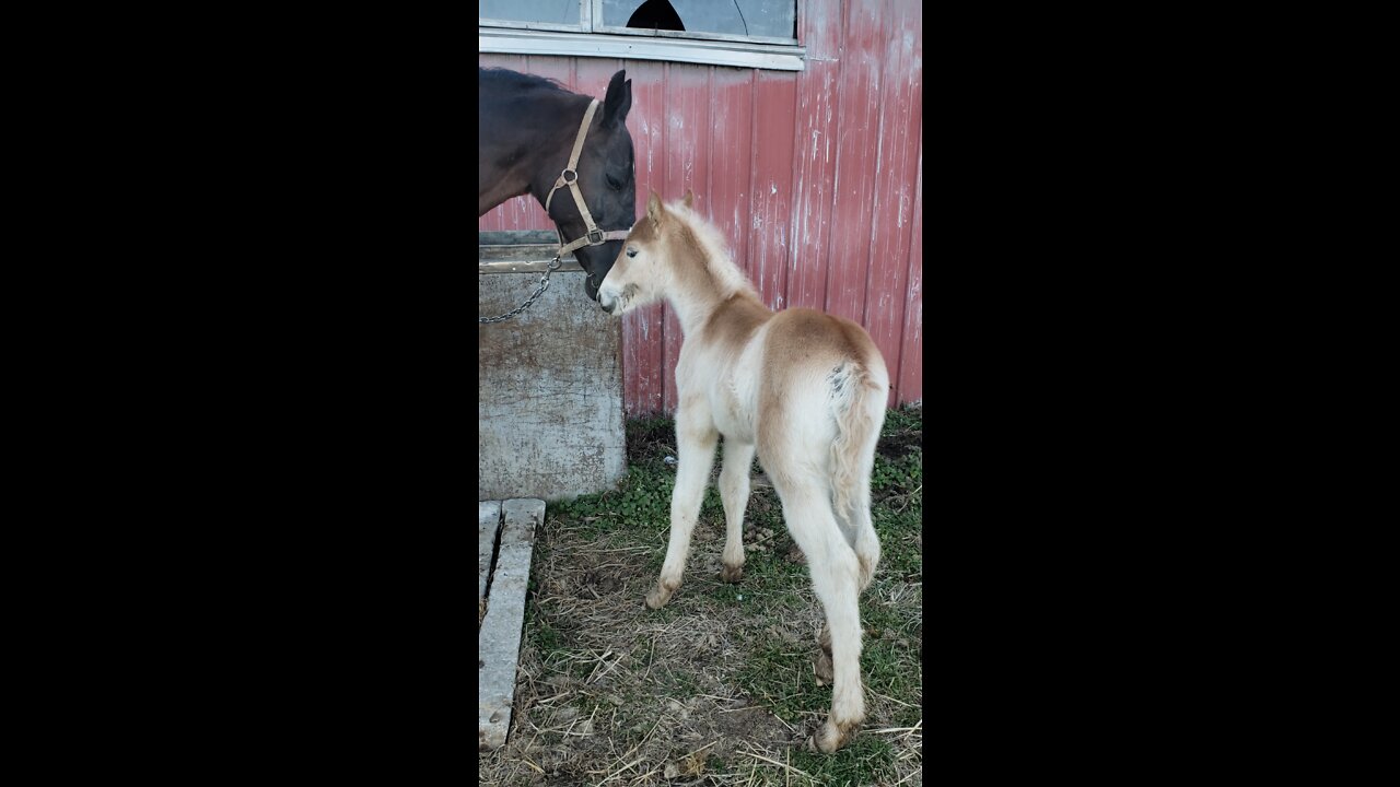 Star and Sierra, her 4-week-old Filly