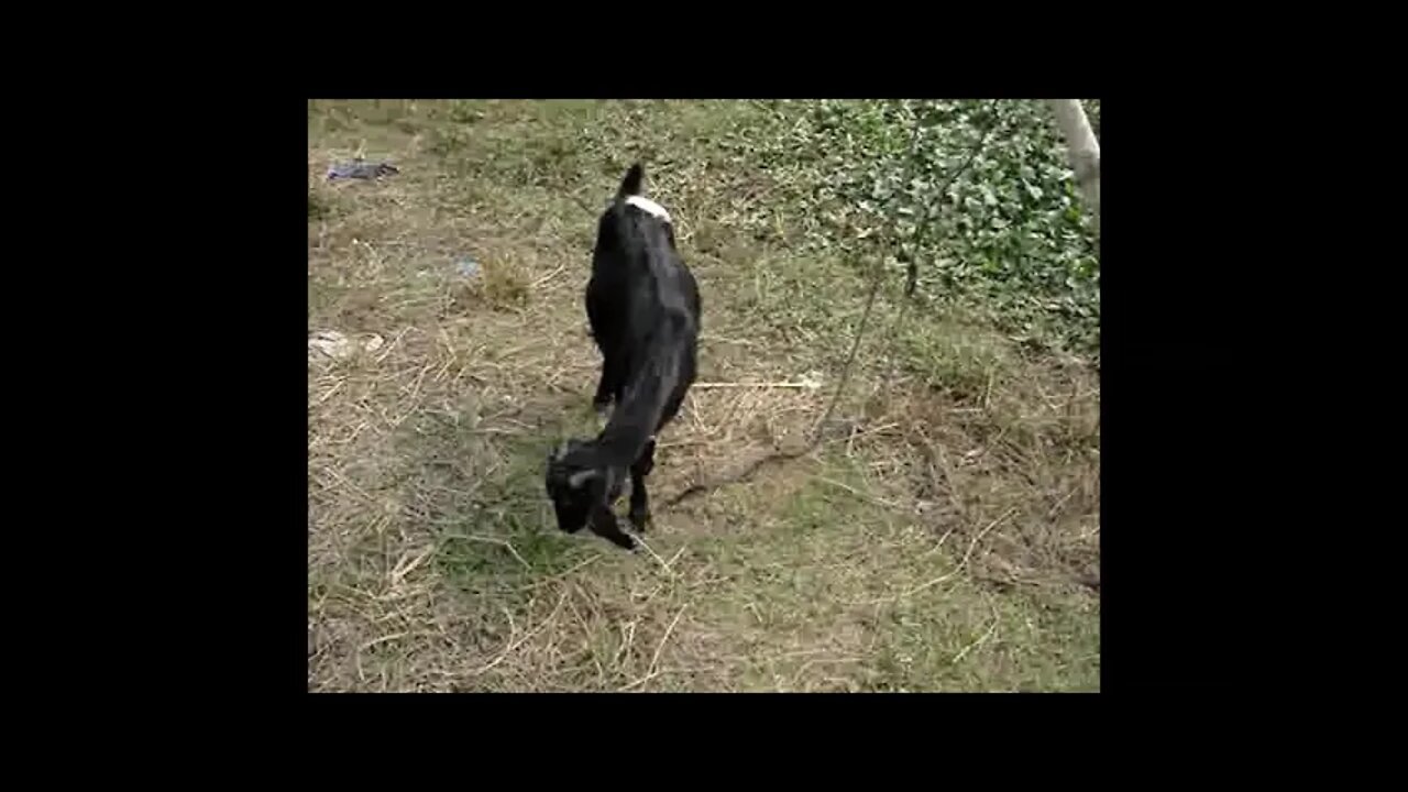 the goat eating grass video footage by the traveller