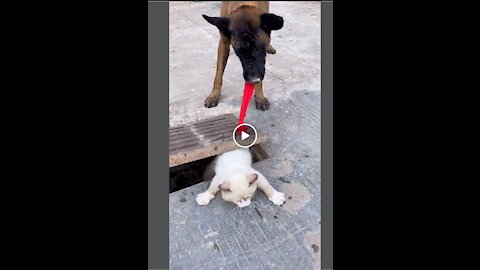 Very intelligent smart dog | smart dog helping people