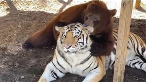 Urso e tigre se tornam grandes amigos