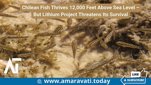 Chilean Fish Thrives 12,000 Feet Above Sea Level – But Lithium Project Threatens Its Survival