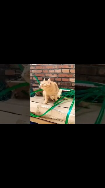 Cat protects chicks from a potential threat...🐈🐾🐤🐤🦅 #shorts #cat #catlover #catlife