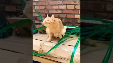 Cat protects chicks from a potential threat...🐈🐾🐤🐤🦅 #shorts #cat #catlover #catlife