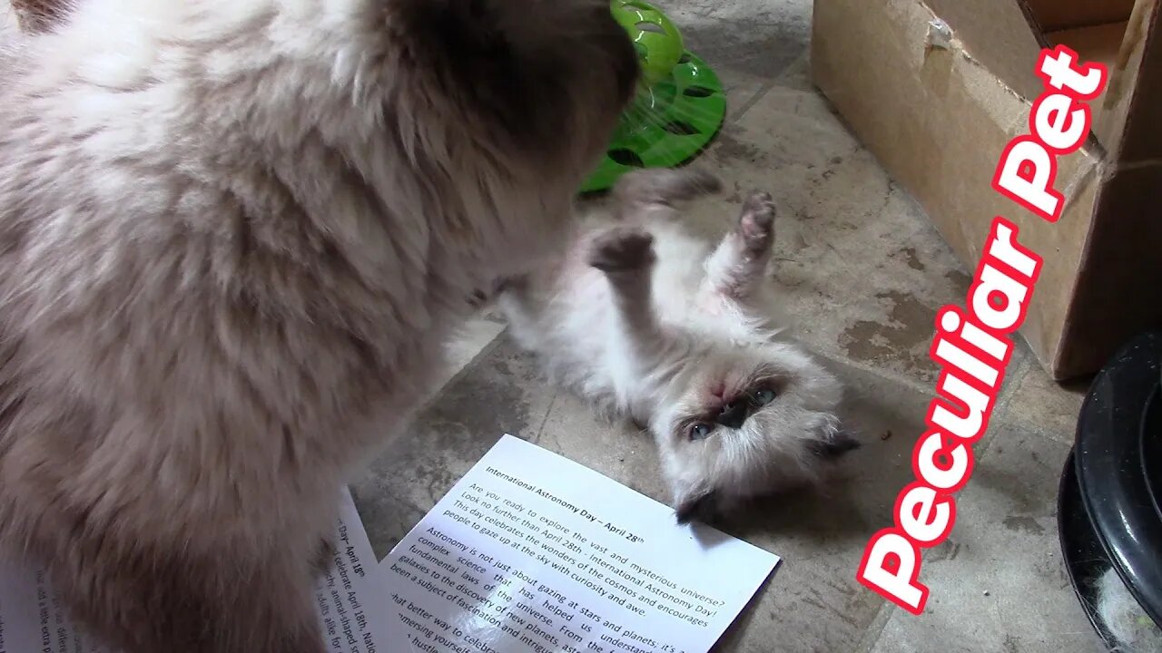 Peculiar Pet Box April 2023 Unboxing! 😻