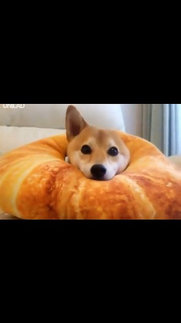 Dog Pops Ears After Licking Food