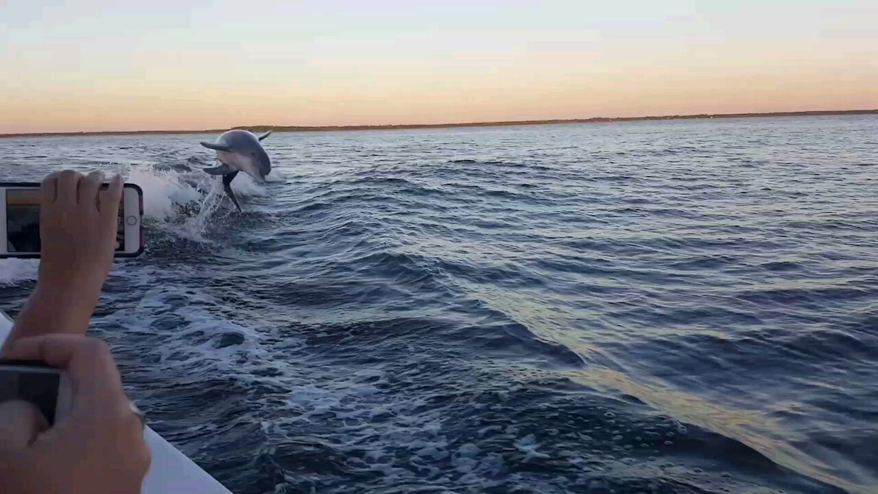 Cruising with dolphins