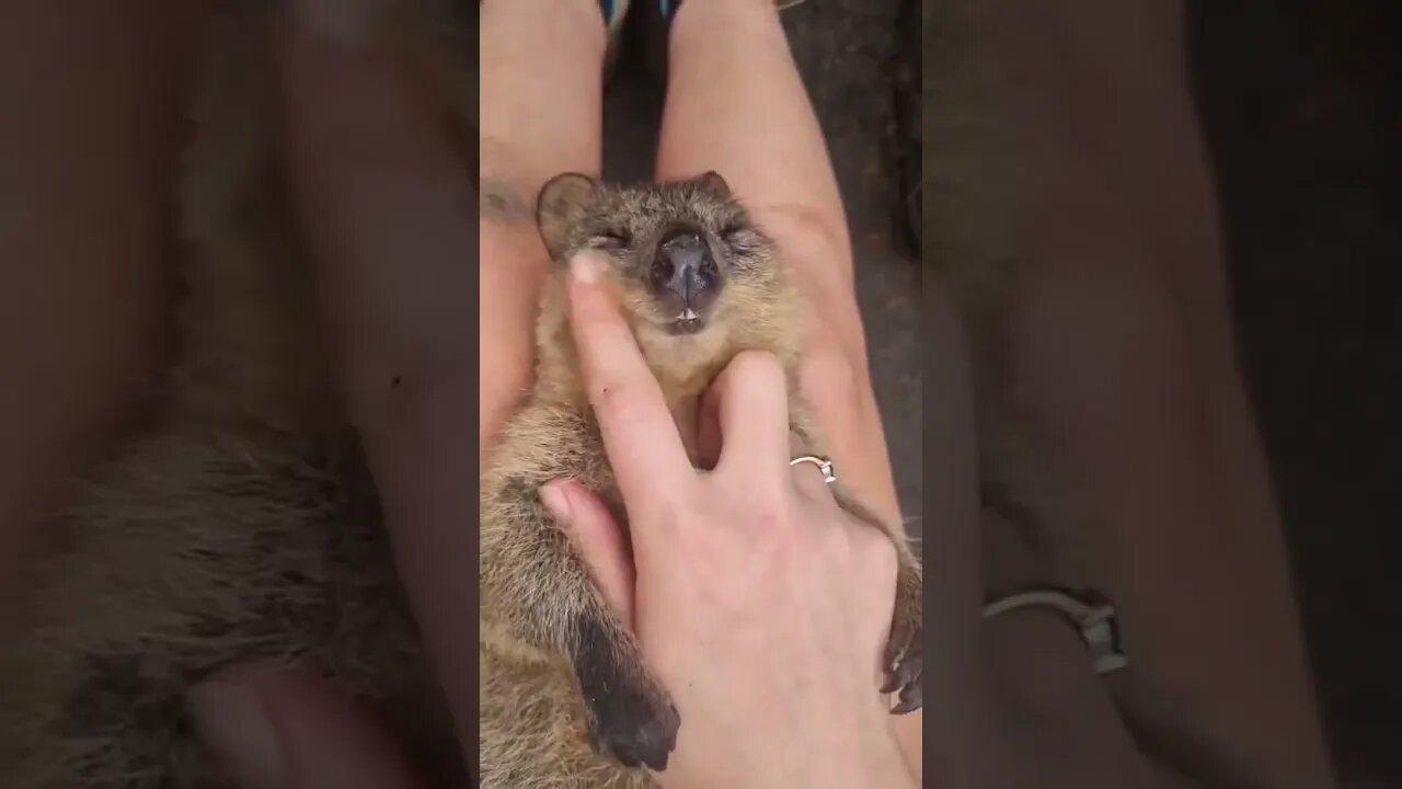 Cute funny Quokka -171