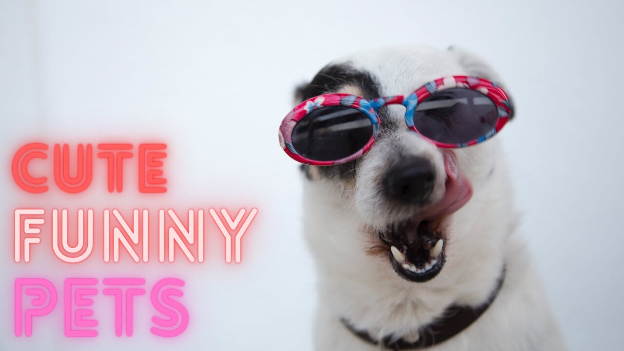 LOVELY CUTE & FUNNY PETS COMPILATION !!