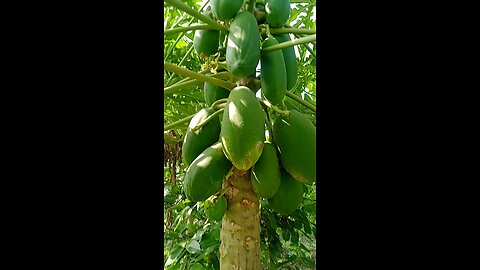 papaya tree