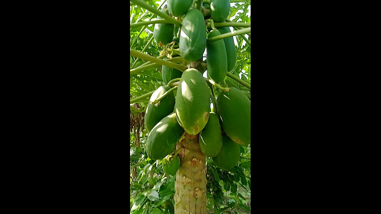 papaya tree