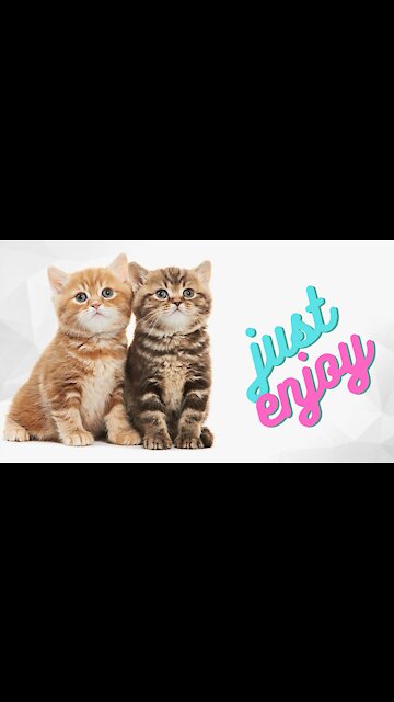 Funny And Cute Cat's Life 2021 best