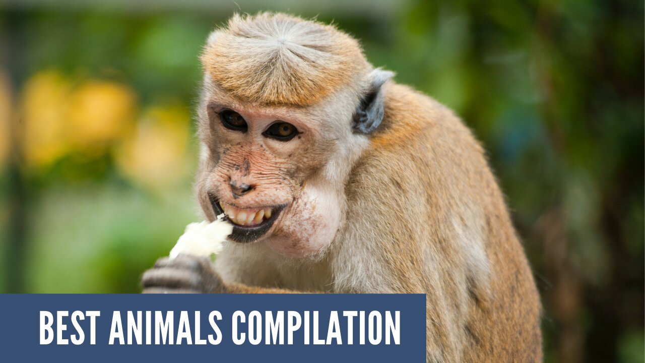 Cute And Funny Animals Compilation on Rumble #1